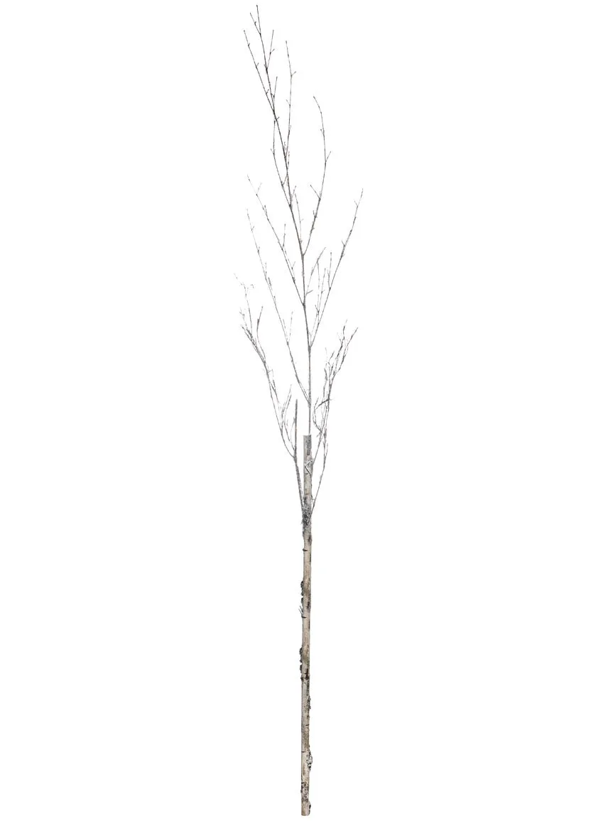 Birch with Ice Branch