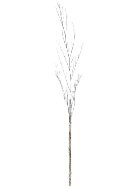 Birch with Ice Branch